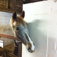 Anden særlig race Sir Tristan