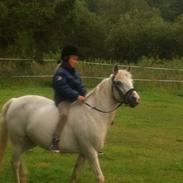 Welsh Mountain (sec A) bella