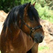 Nordsvensk Skovhest Lukas