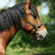 Nordsvensk Skovhest Lukas