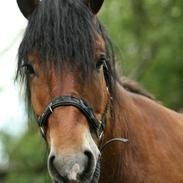 Nordsvensk Skovhest Lukas