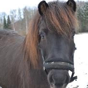 Islænder Gæfa fra Hejelte
