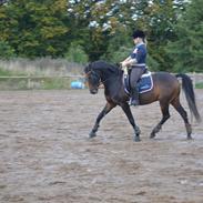 Welsh Cob (sec D) Albrechtshoeve Niels Cornelis