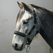 Welsh Partbred (Sec F) Felix