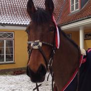 Dansk Varmblod Fiona ***FIO****