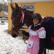 Dansk Varmblod Fiona ***FIO****