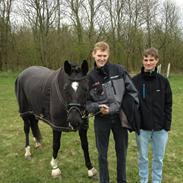 Dansk Varmblod Fenessa