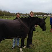 Dansk Varmblod Fenessa