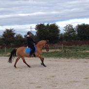 Anden særlig race Rendsborggårds Jonas