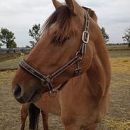 Anden særlig race Rendsborggårds Jonas