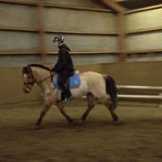 Anden særlig race Rendsborggårds Jonas