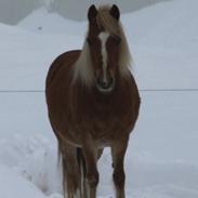 Gotlandsruss Nora R.I.P † (Aflivet) †