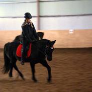 Welsh Cob (sec D) Garnfach Lona