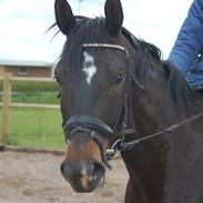 Tysk Oldenburger Sunrise hit