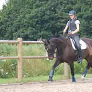 Tysk Oldenburger Sunrise hit