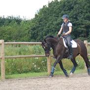 Tysk Oldenburger Sunrise hit