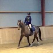 Trakehner FL Kaiser Sohn