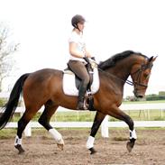 Dansk Varmblod Shakur