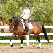 Dansk Varmblod Shakur