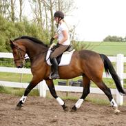 Dansk Varmblod Shakur