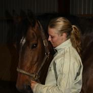 Dansk Varmblod Shakur