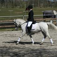 DSP Tjørnelunds Silva