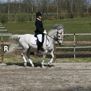 DSP Tjørnelunds Silva