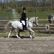 DSP Tjørnelunds Silva