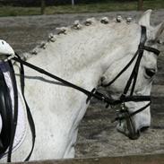 DSP Tjørnelunds Silva