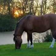 Anden særlig race Smartie