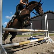 Anden særlig race Smartie