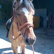 Anden særlig race Smartie