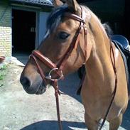 Anden særlig race Smartie