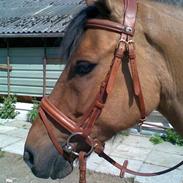 Anden særlig race Smartie