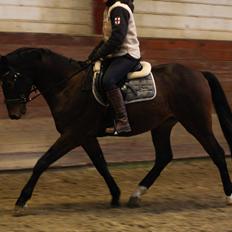 Dansk Varmblod Prinz Kefir