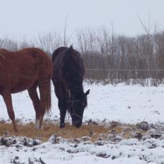 Dansk Varmblod Maluka