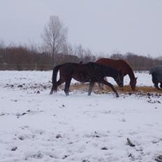 Dansk Varmblod Maluka