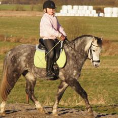 Welsh Pony (sec B) Kirkelodgaards Montana 