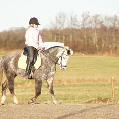 Welsh Pony (sec B) Kirkelodgaards Montana 