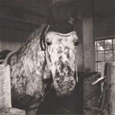 Appaloosa Benno