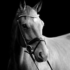 Dansk Varmblod Satchmo G