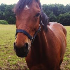 Anden særlig race Madsen (Yasser)