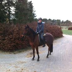 Anden særlig race Madsen (Yasser)