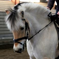 Fjordhest Brage Tidselbjerg (SKADET)