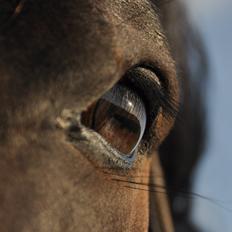 Oldenborg Sigersholmgårds Uno-boy