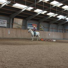 Anden særlig race snebold