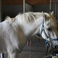 Anden særlig race snebold