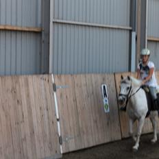 Anden særlig race snebold