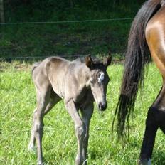 Dansk Varmblod Thanehøjs Prada-Noir