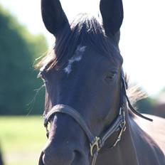 Dansk Varmblod Thanehøjs Prada-Noir